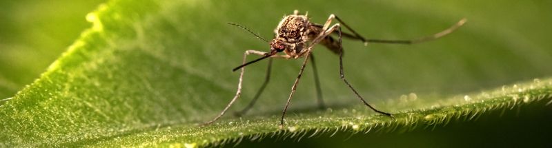 Que no te piquen los mosquitos en verano